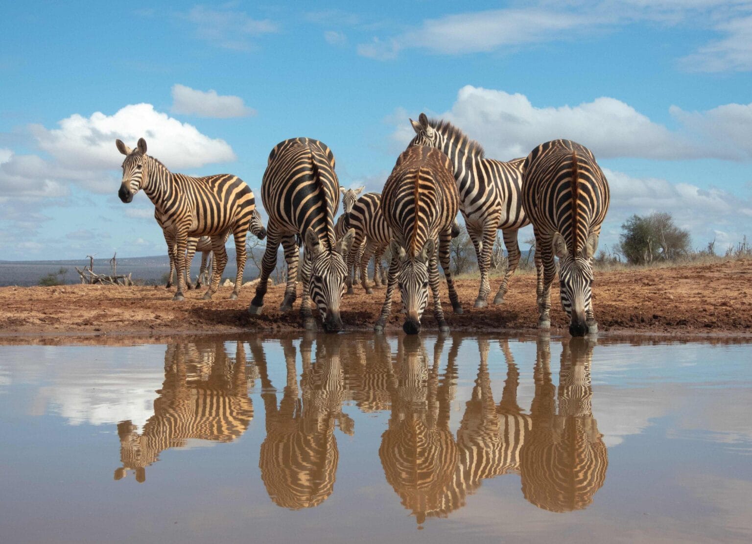 soroi larsens camp zebry