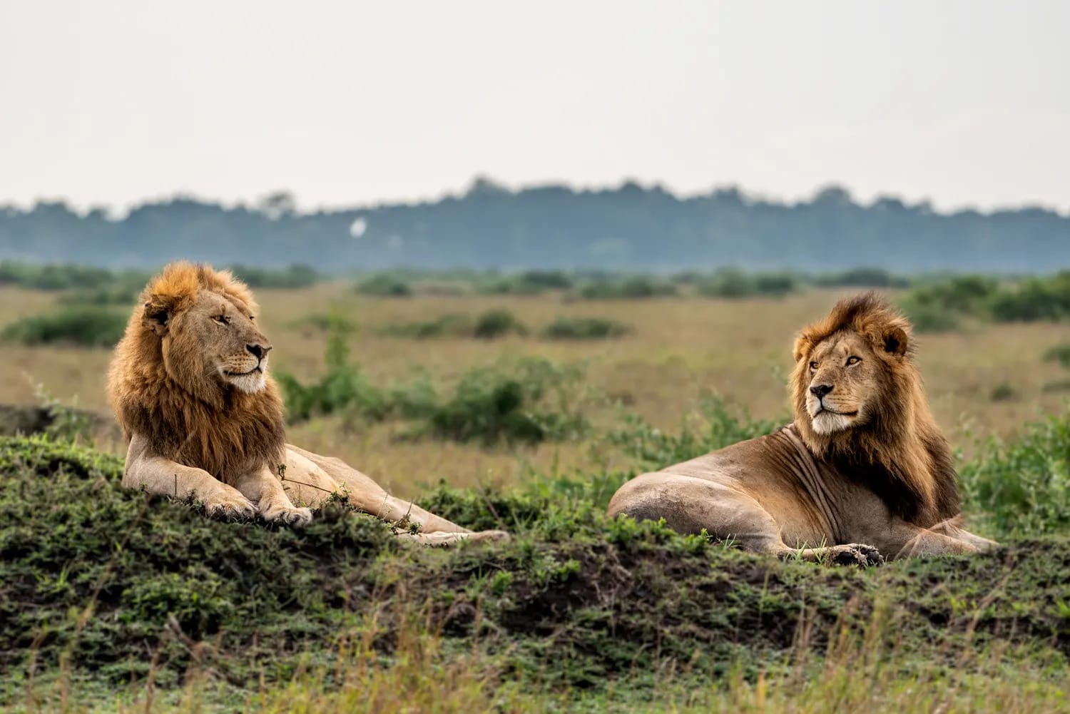 Angama-Amboseli-Park-Amboseli-6