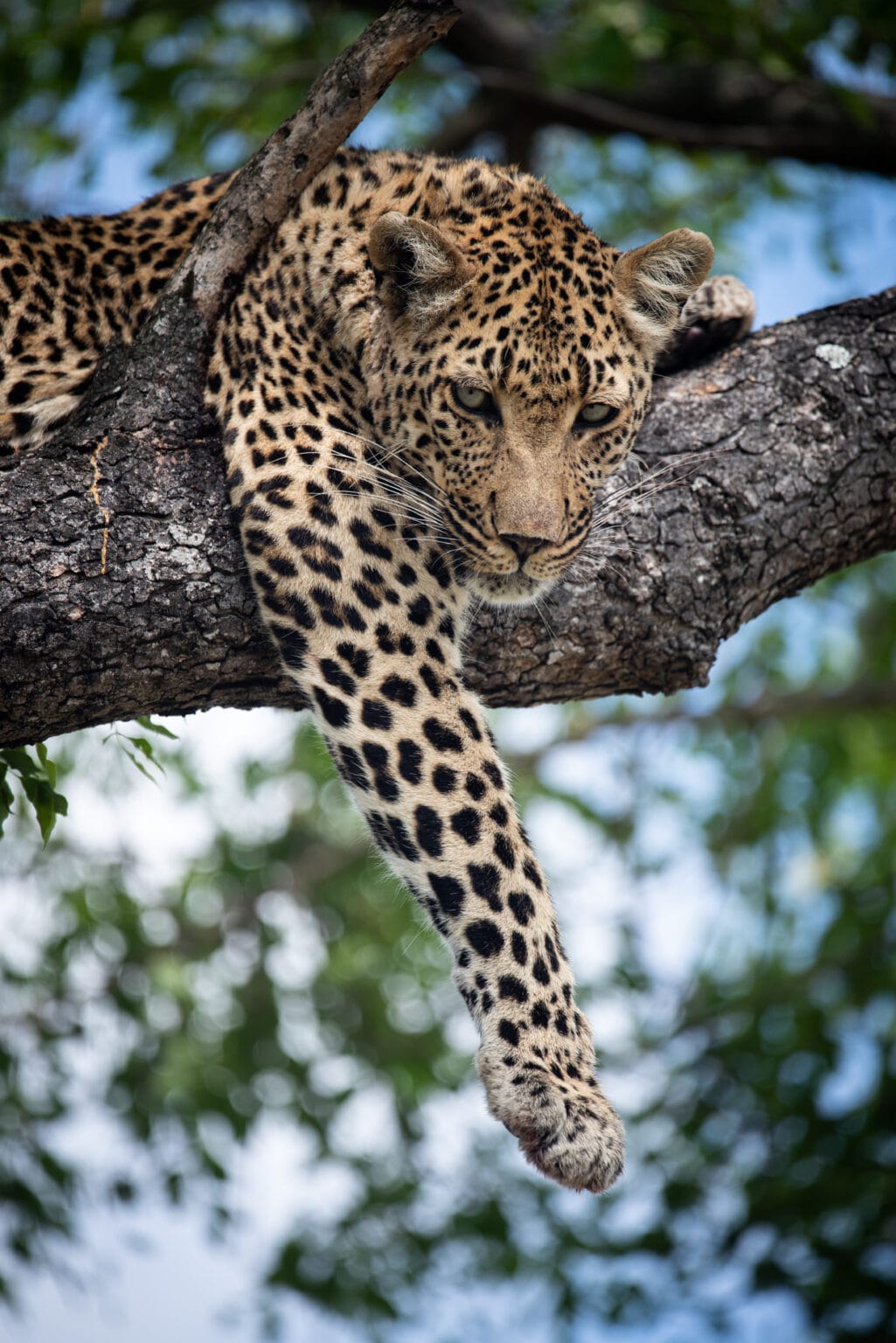 cheetah plains lampart na drzewie