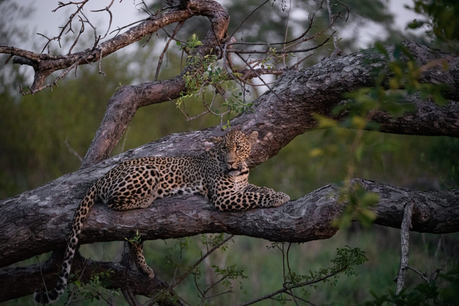 cheetah plains lampart