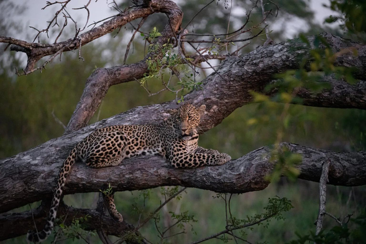 cheetah plains lampart