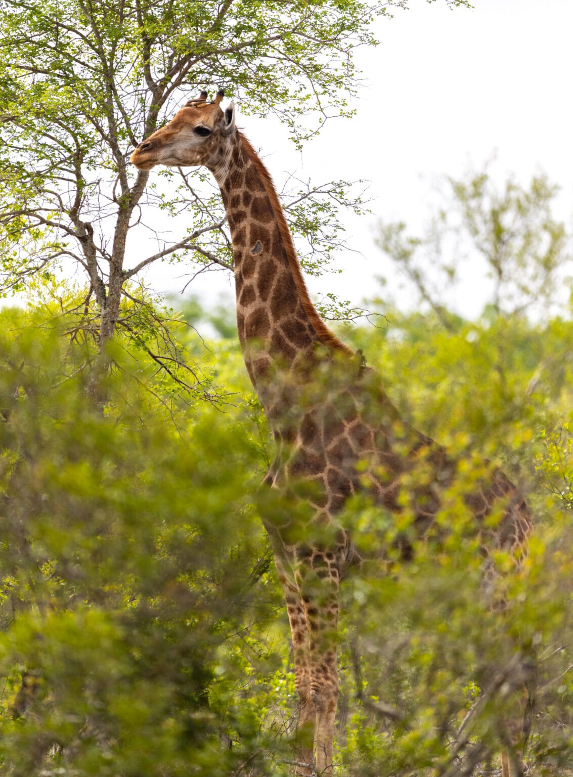 cheetah plains żyrafa