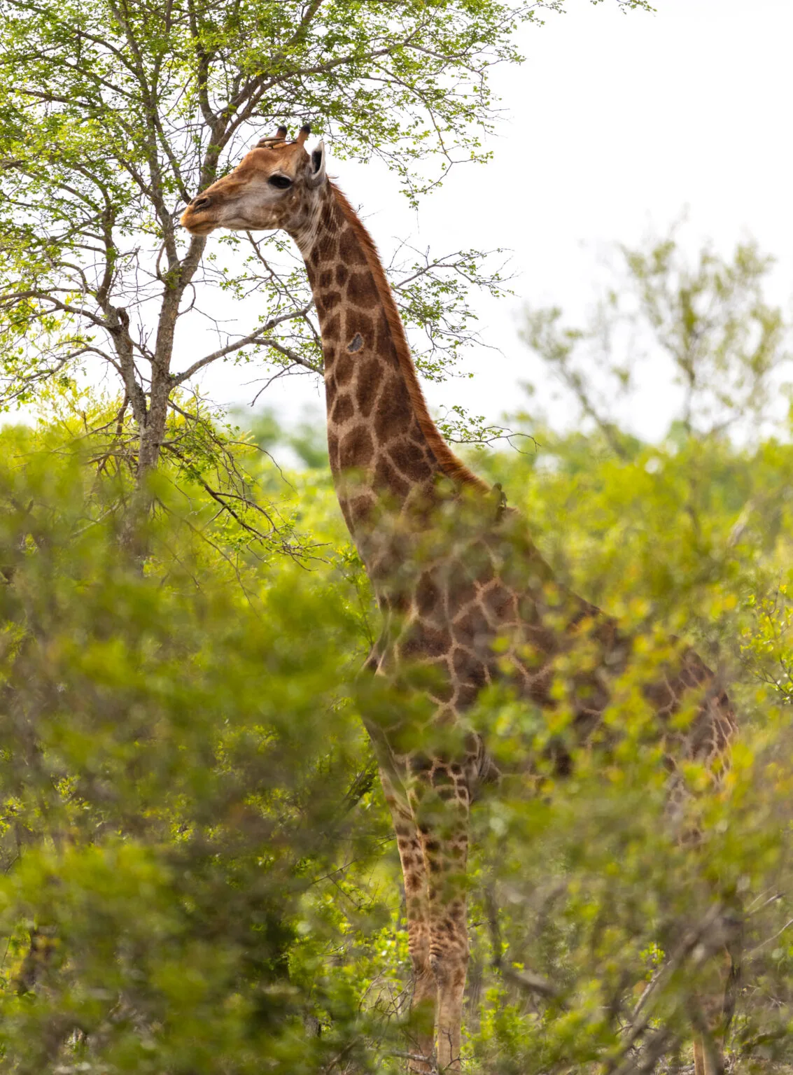 cheetah plains żyrafa