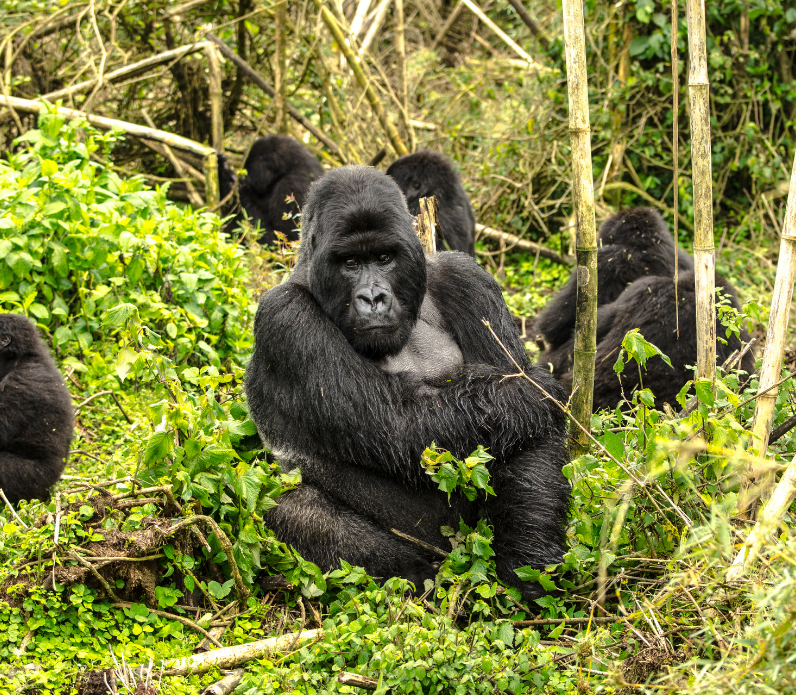 safari w ugandzie z carter goryl górski