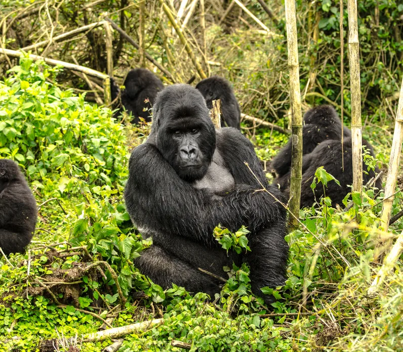 safari w ugandzie z carter goryl górski