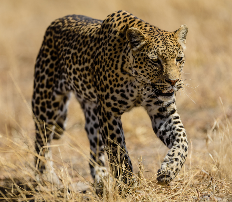 safari w ugandzie z carter lampart