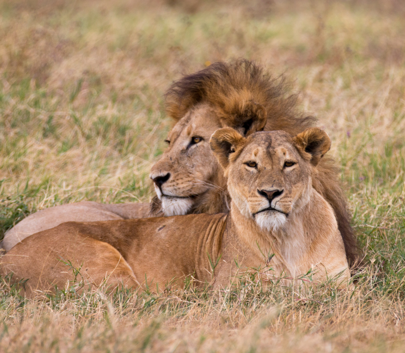 safari w ugandzie z carter lwy