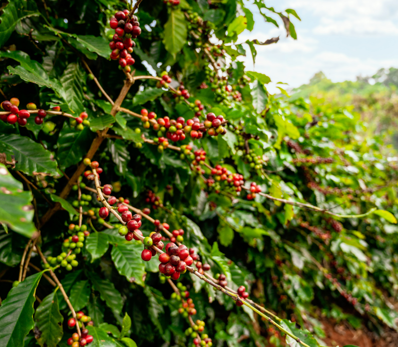 safari w ugandzie z carter plantacja kawy arabica
