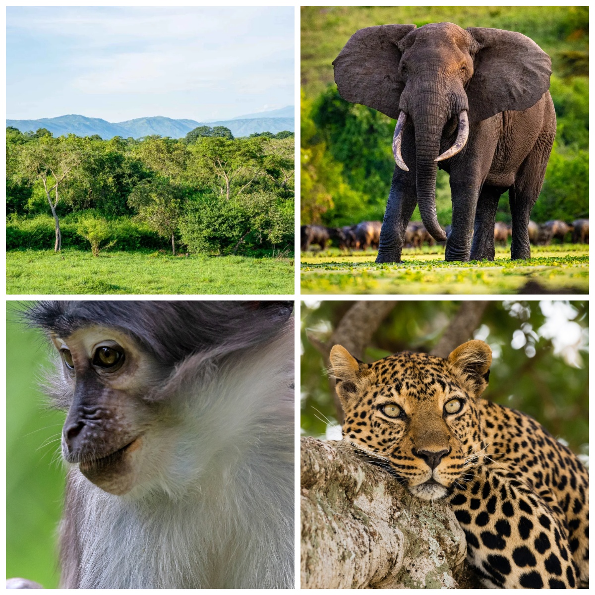 safari w ugandzie z biurem carter
