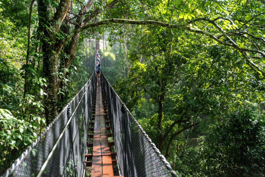 footbridge amidst trees forest