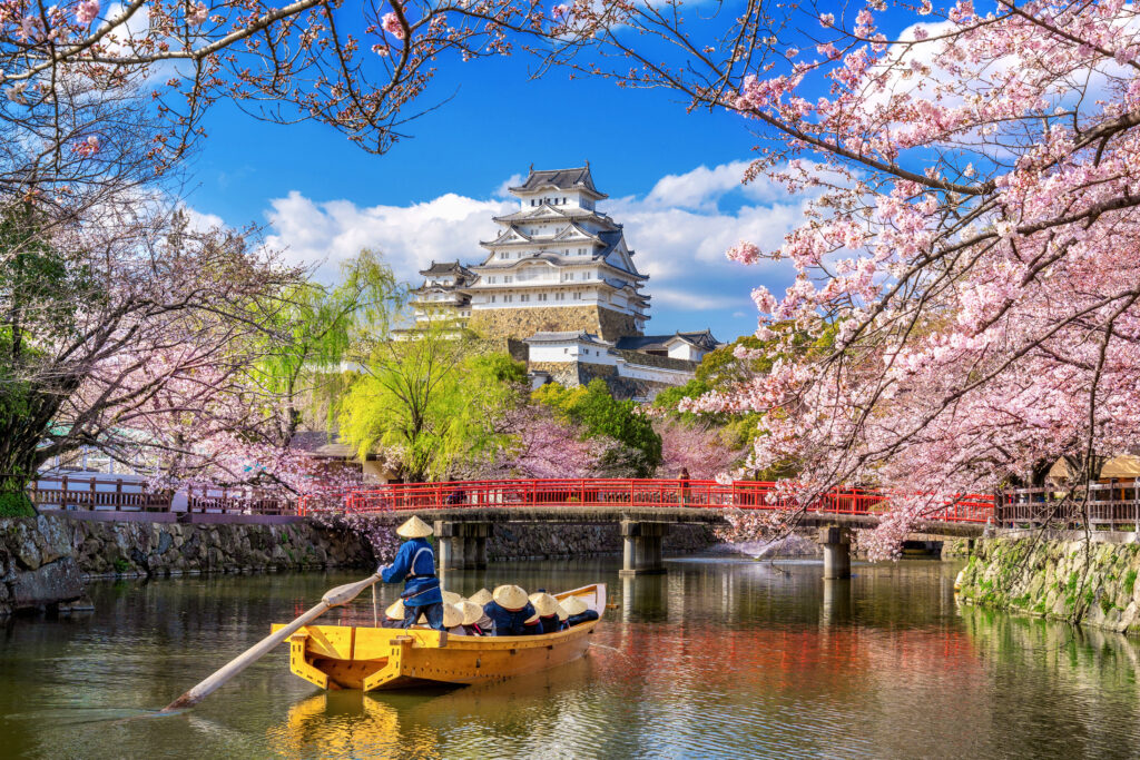 cherry blossoms and castle in himeji, japan.