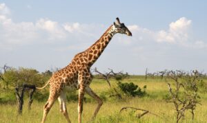 safari w ugandzie z carter żyrafa