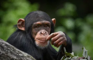 шимпанзе (3)