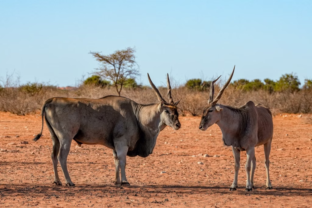 kalahari
