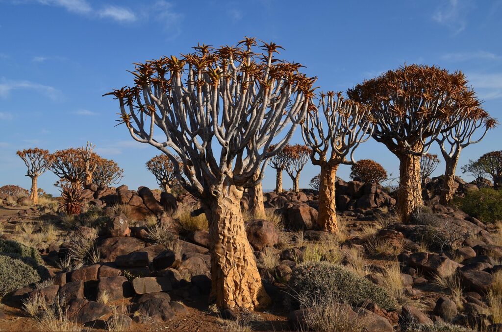 kokerboom drzewo