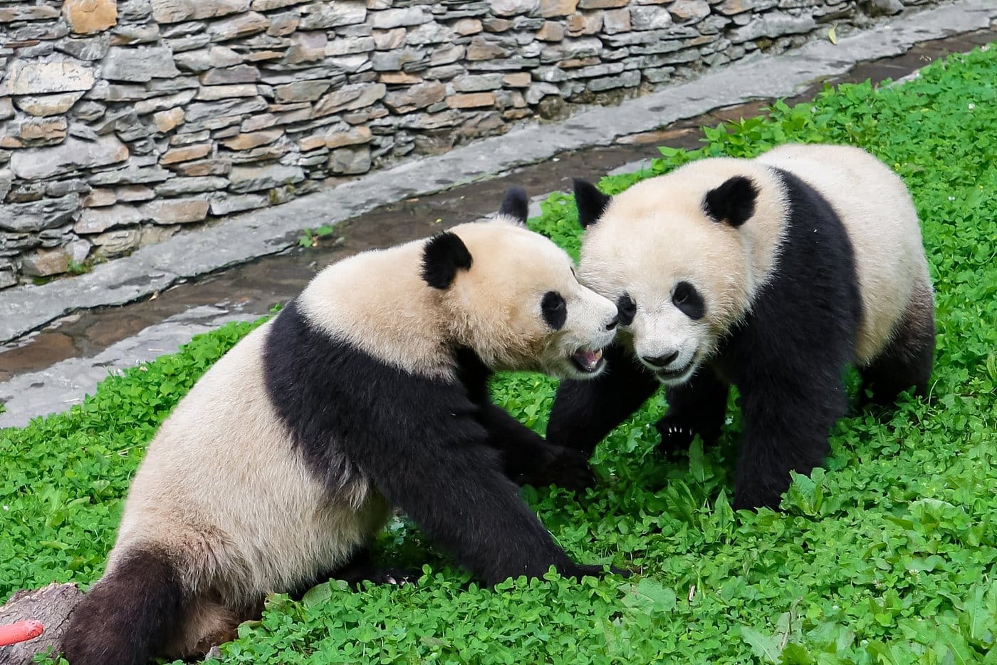 six senses qing cheng mountain pandy