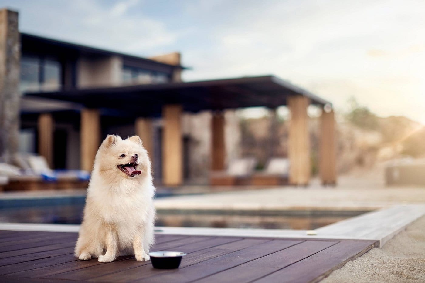 zadun a ritz carlton reserve pet friendy