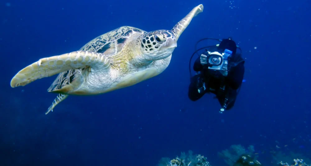 mozambik nurkowanie archipelag bazaruto blog carter