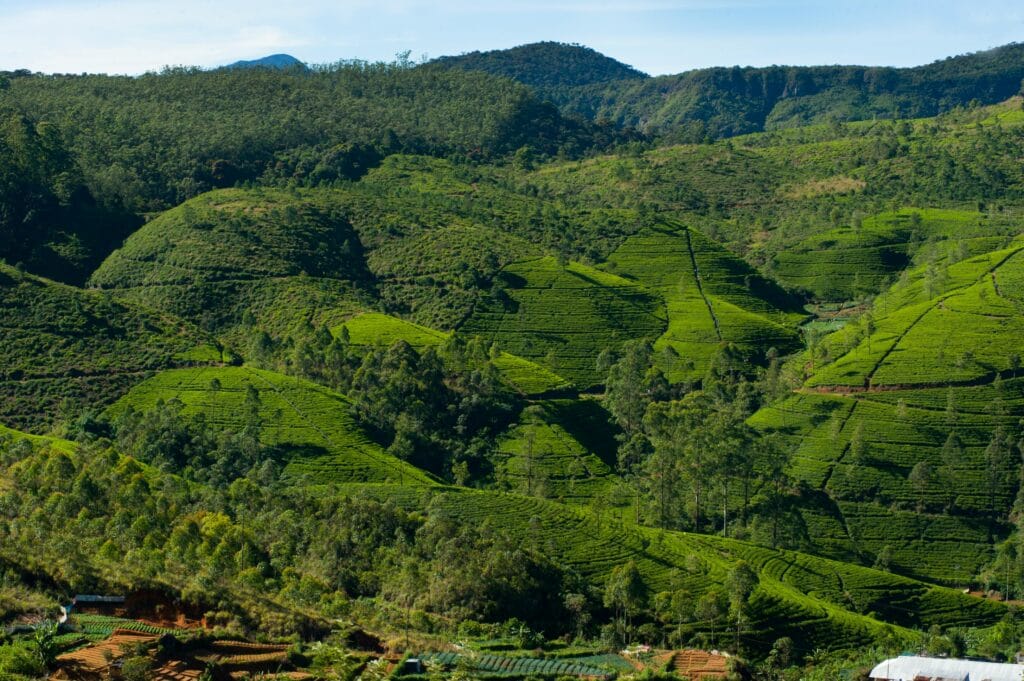 nuwara eliya blog carter
