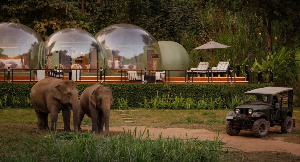 jungle bubble lodge