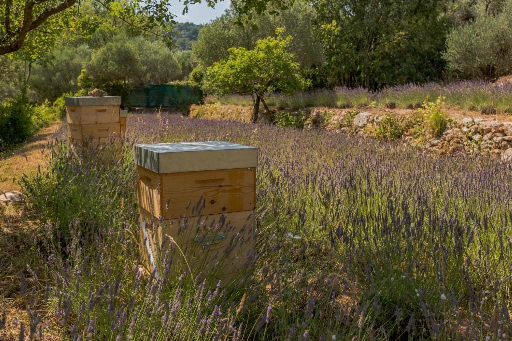 lou calen pole lawendy