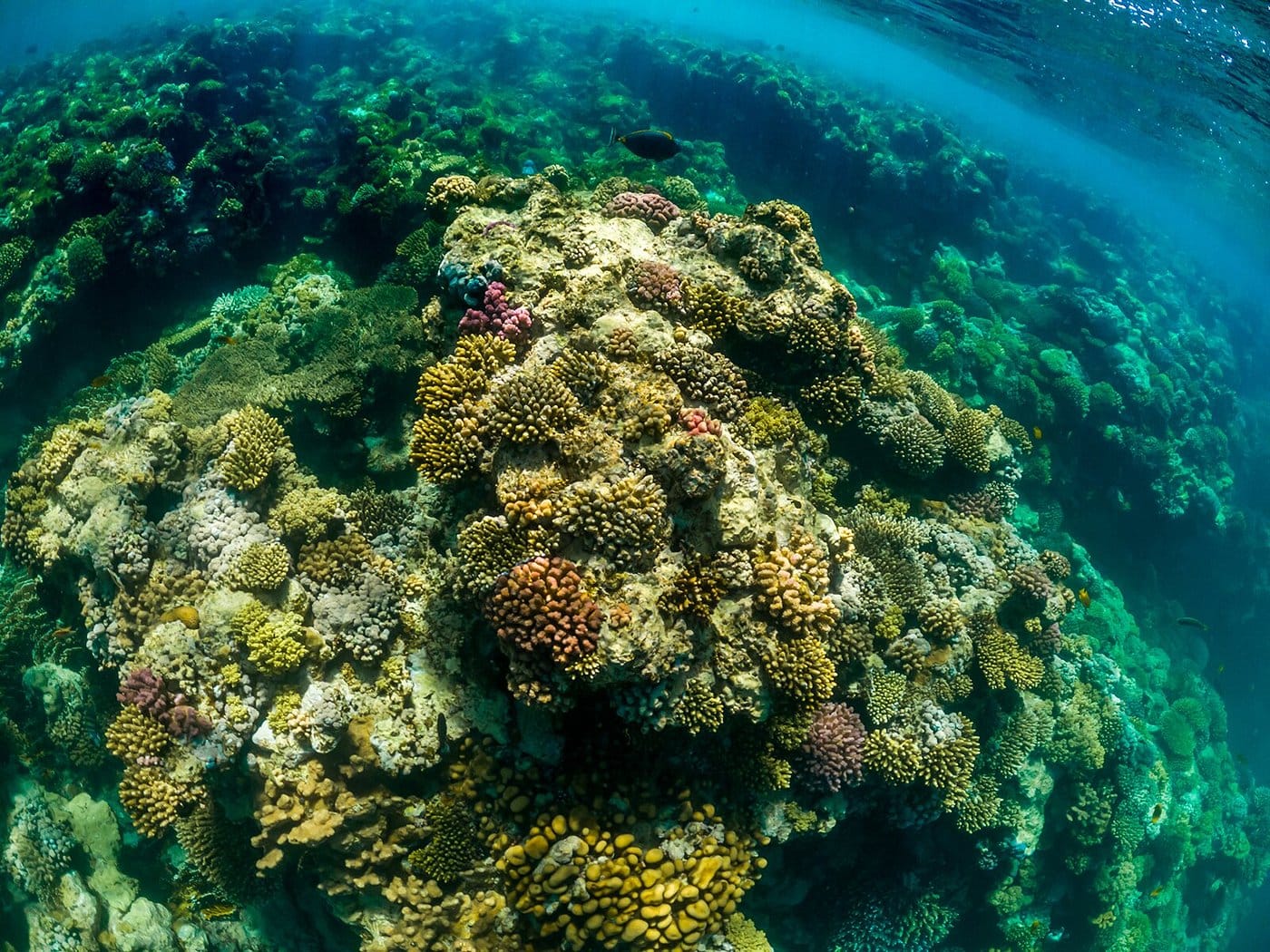 rixos sharm el sheikh adults only 18+ rafy