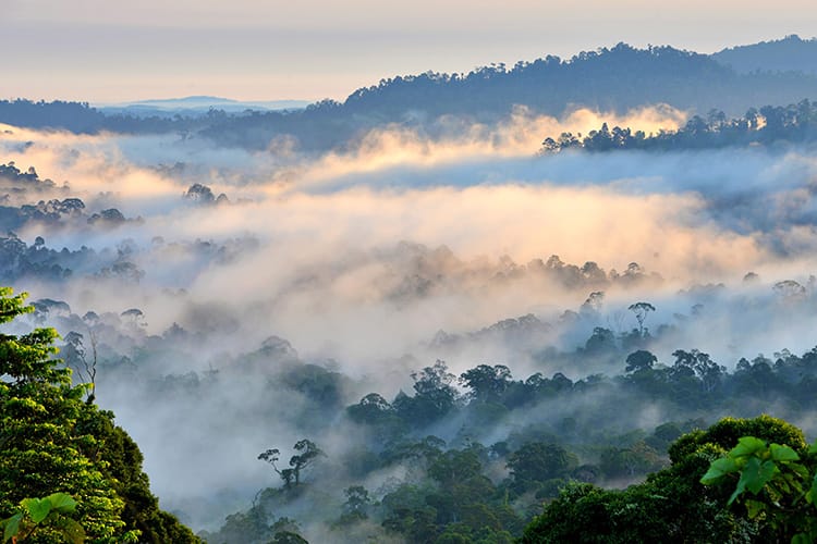 borneo rainforest lodge danum valley view 4