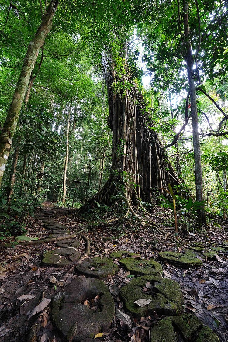 borneo rainforest lodge nature trail