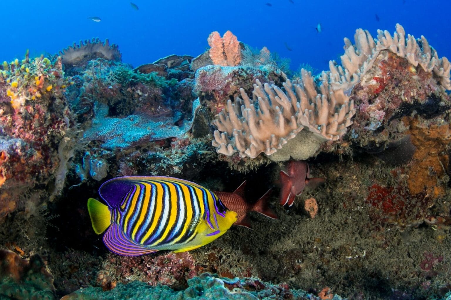 chale island kenia wakacje z carter (5)