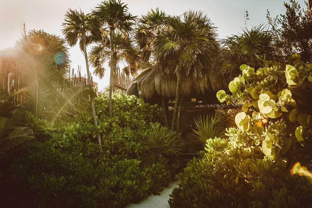 jashita hotel tulum carter ogród