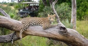 moremi game drive leopard