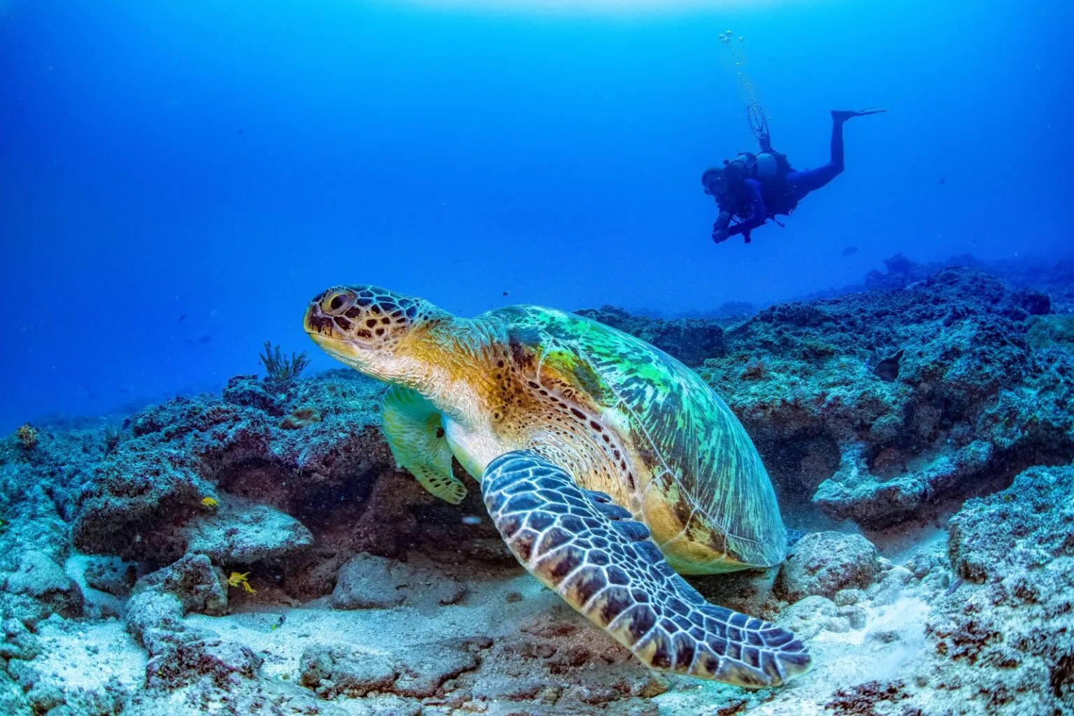 diving 02 1600x1067