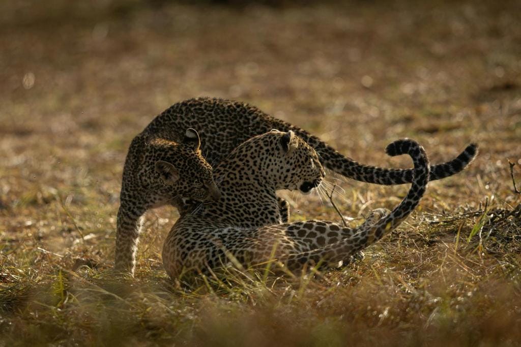 the ritz carlton masai mara safari camp zwierzęta