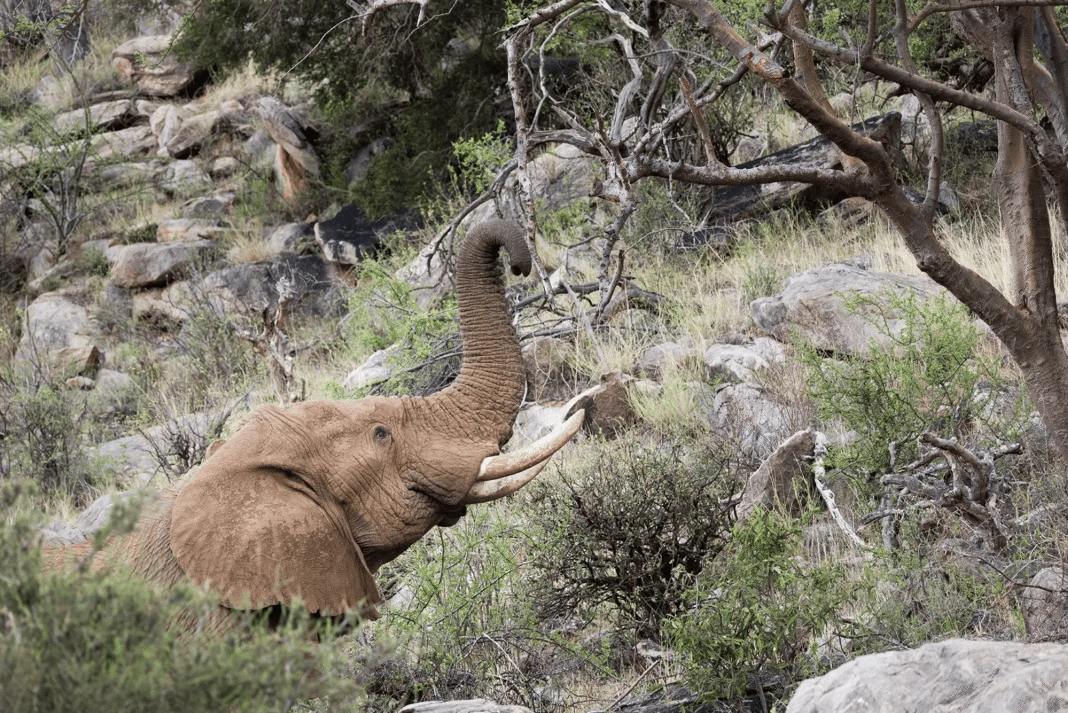 Сафарі на слонах в базовому таборі Саруні Самбуру