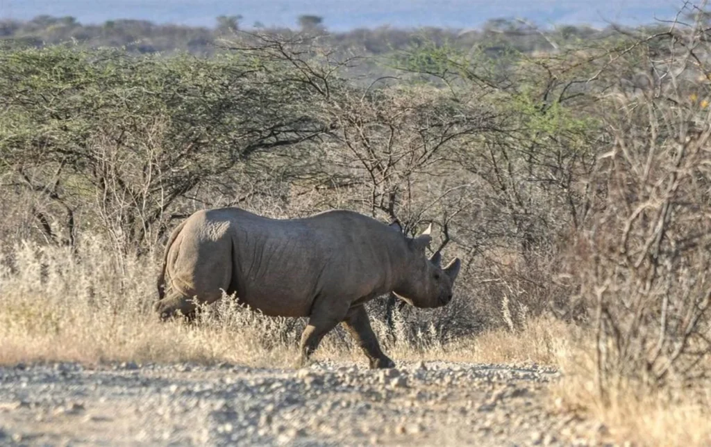 saruni rhino safari w kenii z biurem carter