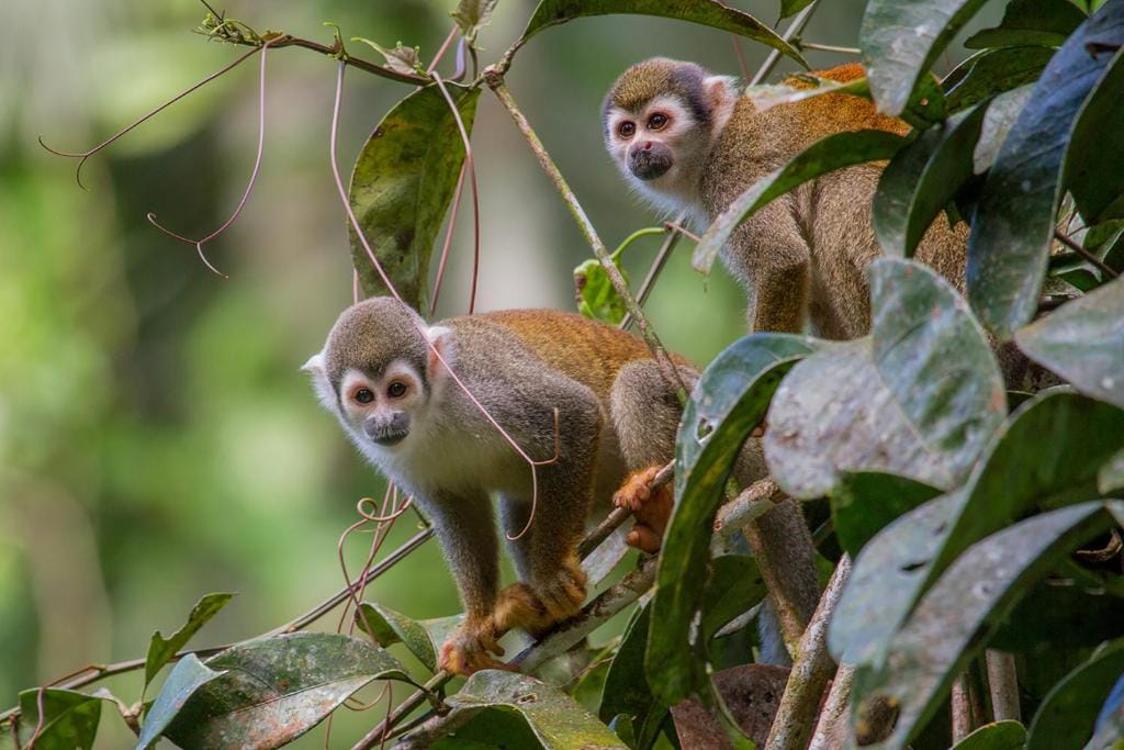 la selva eco lodge retreat 2