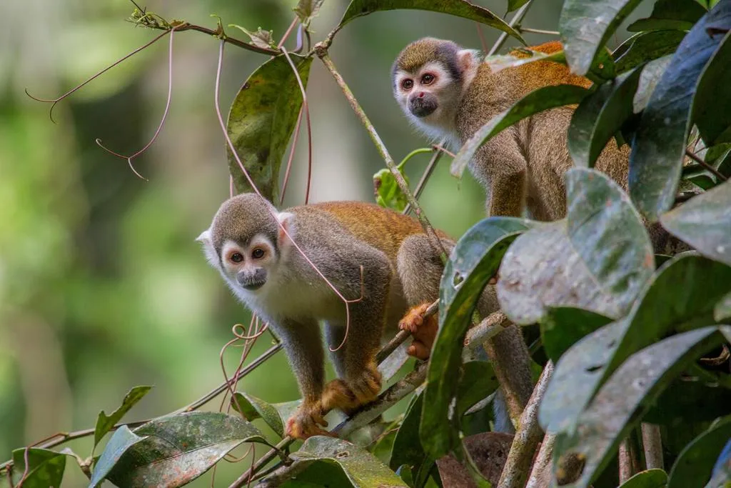 Еко-лодж, ретрит Ла Сельва 2