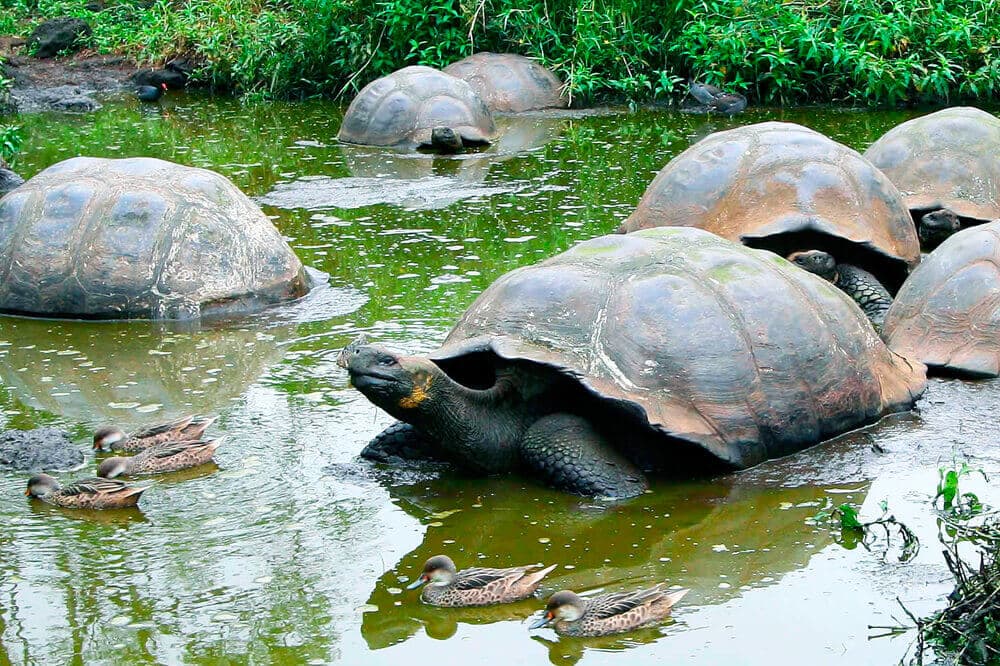 pikaia lodge galapagos2