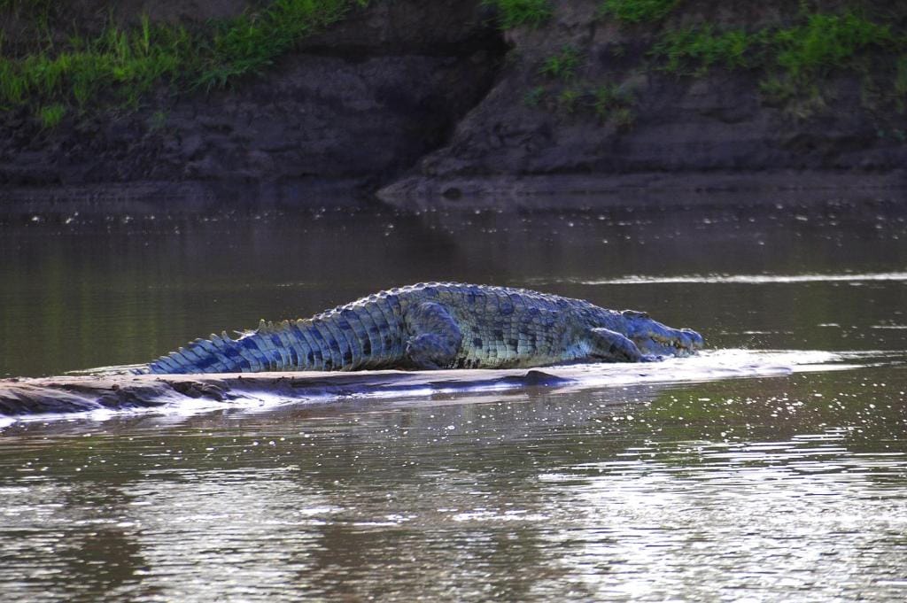 obserwacja zwierząt podczas safari