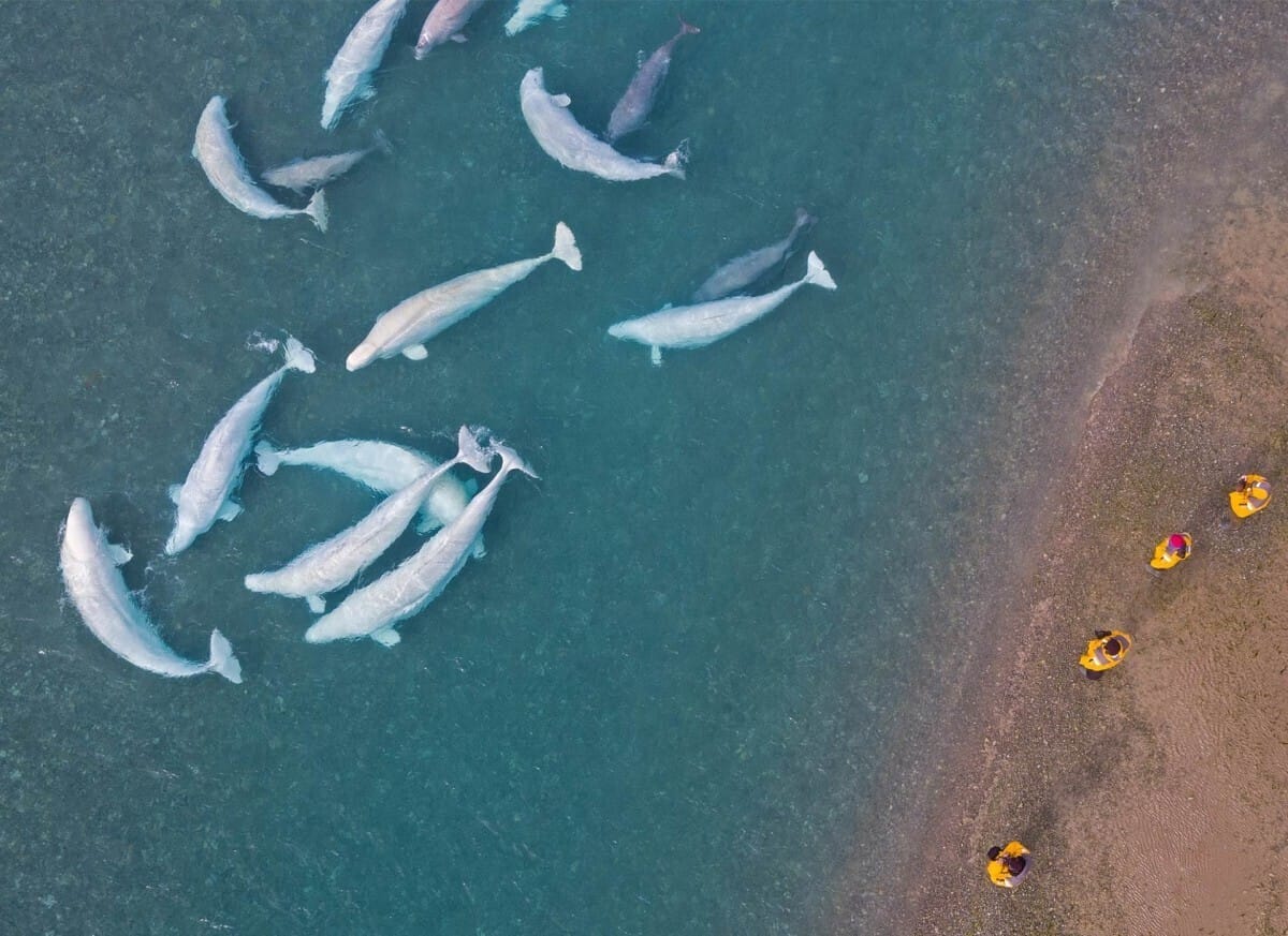 arctic watch kanada wycieczki z carter