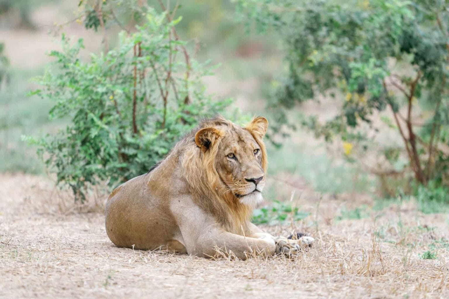 game drive chongwe house © oliver fly photography 177