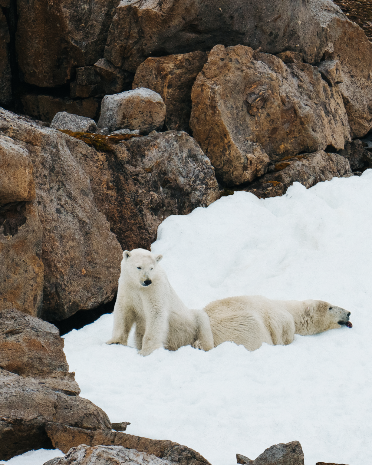 aqua lares polar bears 03