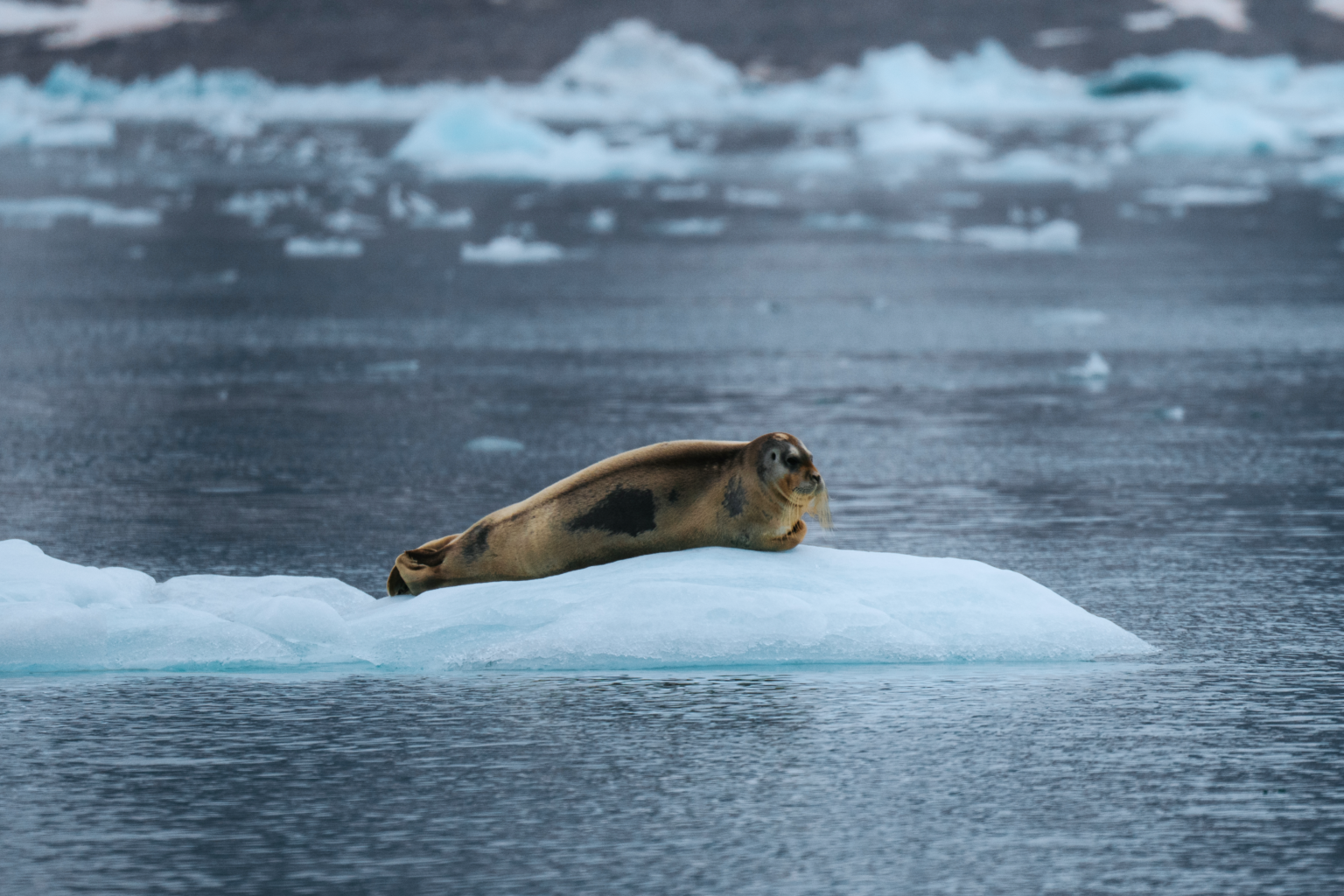 aqua lares seals 02
