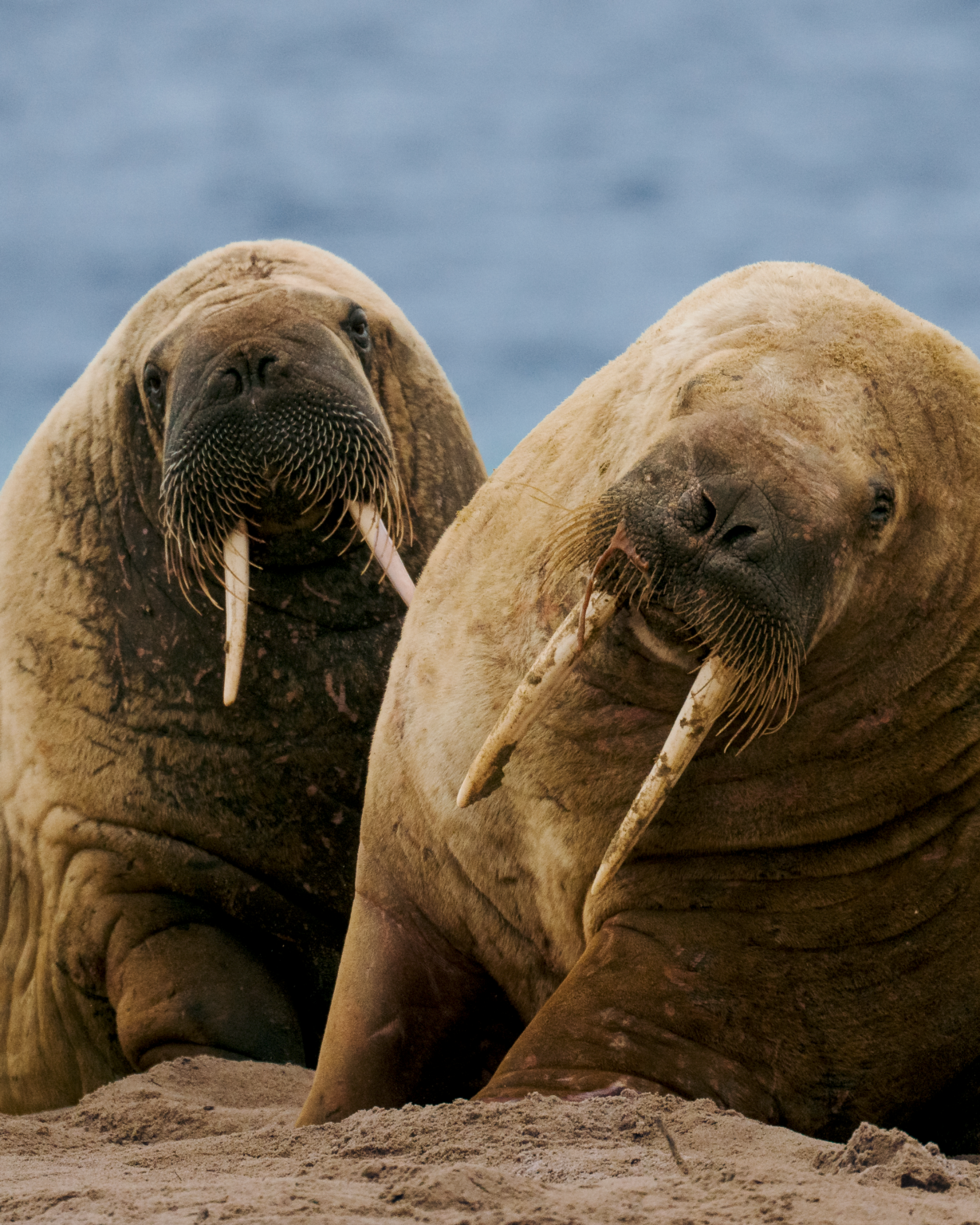aqua lares walruses 05