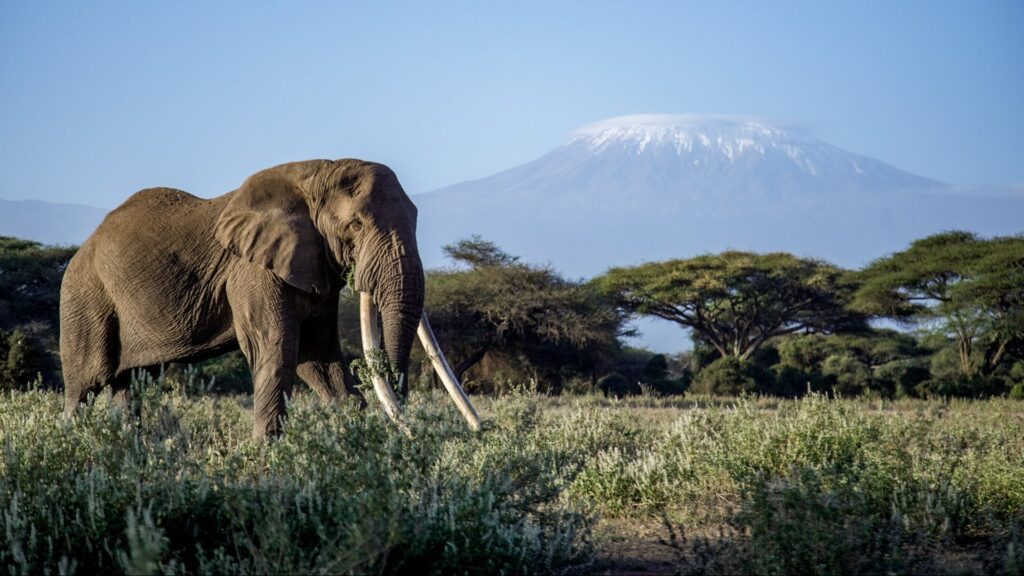 angama amboseli,