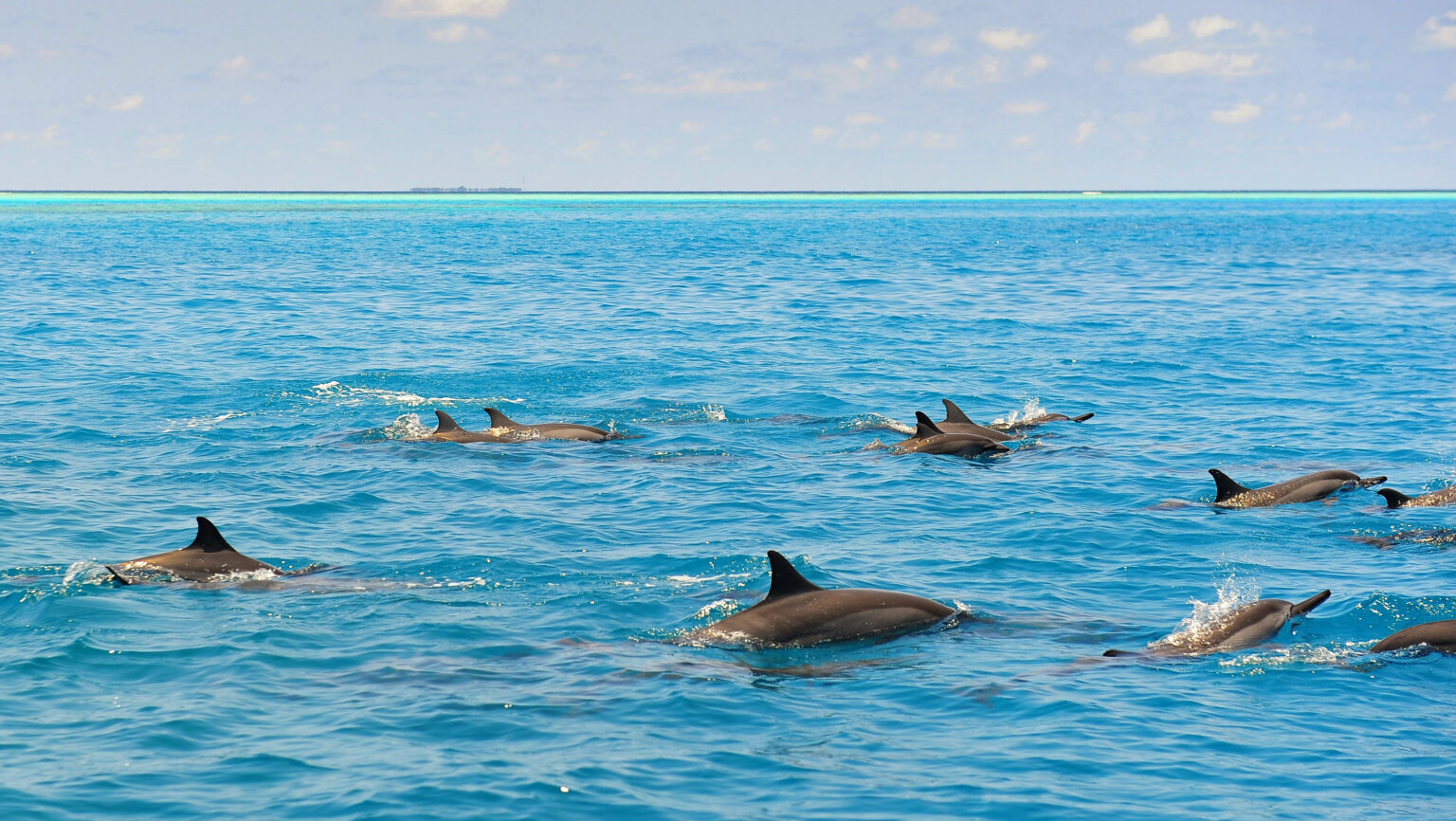 school,of,wild,dolphins,swimming,in,the,laccadive,sea,of