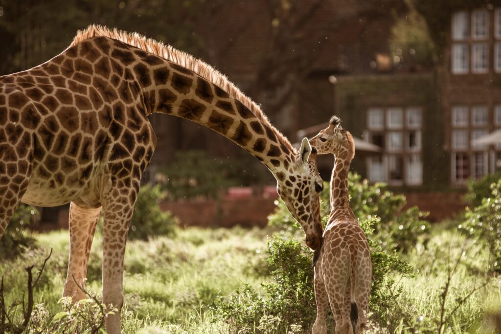 giraffe manor, nairobi