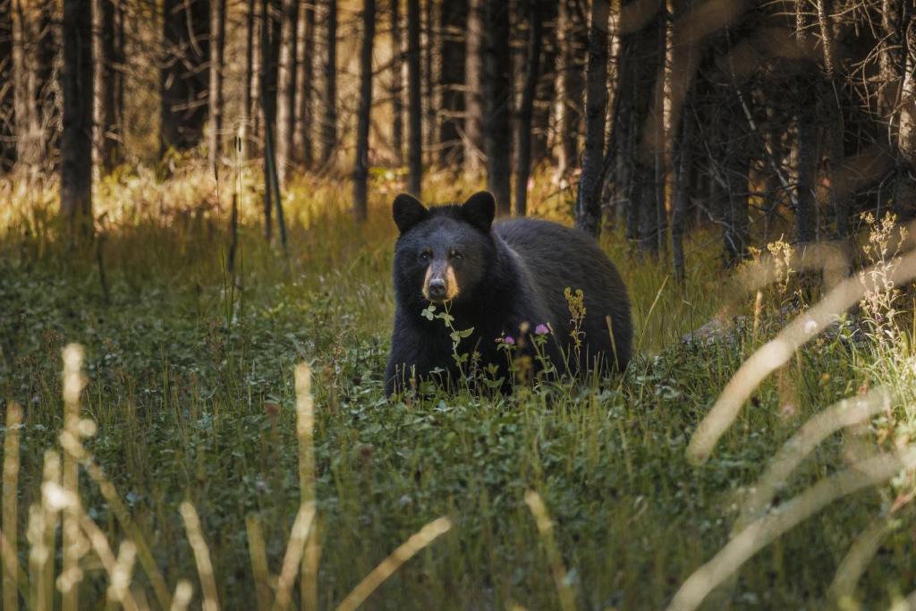 one&only moonlight basin 10