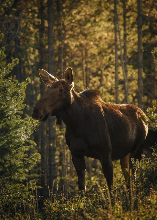 one&only moonlight basin 11