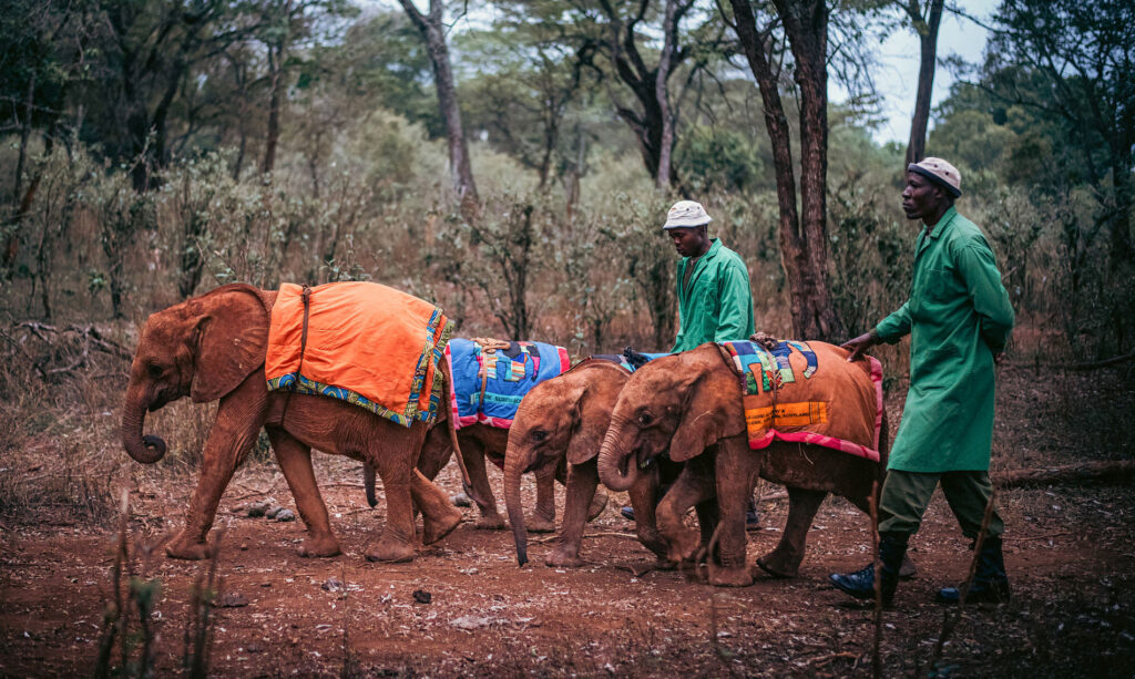 sheldrick wildlife trust